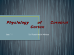 Physiology of Cerebral Cortex