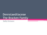 Dennstaedtiaceae The Bracken Family