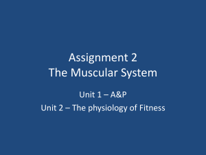 Assignment 2 The Muscular System