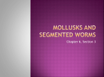 Mollusks and segmented worms