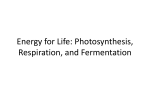 Energy for Life: Photosynthesis, Respiration, and Fermentation
