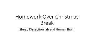 Sheep Brain Dissection Homework
