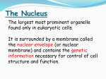 The Nucleus