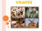 giraffes - cloudfront.net