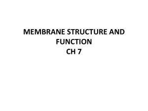 MEMBRANE STRUCTURE AND FUNCTION CH 7