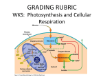 Grading Rubric: Photosynthesis and Cellular