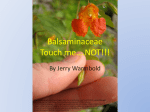 Plant Class Sp 2010/Balsaminaceae Family Jerry Warmbold