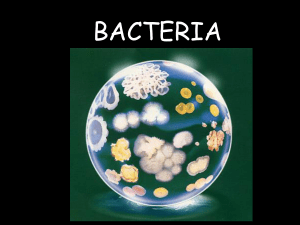 bacteria - summerbiology