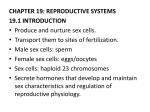 19.2 organs of the male reproductive system - YISS-Anatomy2010-11