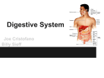 Cnidarian Digestive system