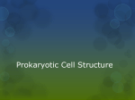 Prokaryotic Cell Structure