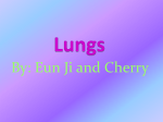 Lungs - Eunji99hk
