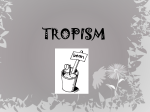 Tropism PPT