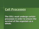 Cell Processes - Science at La Feria Academy