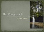 The Rainforest - LakeElementary5