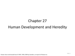 Chapter 27 Human Development and Heredity