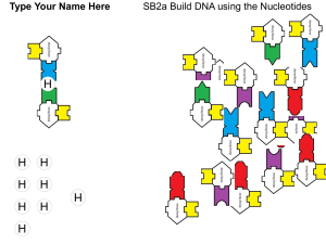 SB2a Build DNA using the Nucleotides Then Print