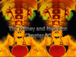 Chapter 20 powerpoint – Kidney and Nephron