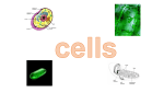 9 cells - WordPress.com