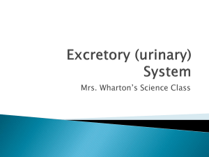 Excretory System Notes