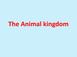 The Animal kingdom