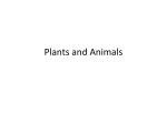 Plants and Animals
