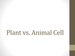 Plant vs. Animal Cell