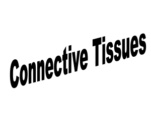 Connective Tissue Proper: Dense Irregular