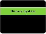 Urinary System and Kidneys