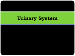 Urinary System and Kidneys