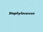 Staphylococcus aureus