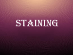 (4) staining