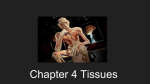 Chapter 4 Tissues PPT