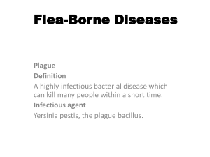 Flea-Borne Diseases