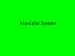 Muscular System - Georgetown ISD