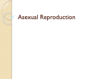 Asexual Reproduction PowerPoint