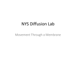 NYS Diffusion Lab Review PowerPoint