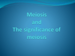 Meiosis - Groby Bio Page