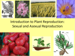Introduction to Plant Reproduction: Sexual vs