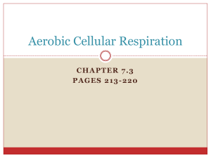 Aerobic Cellular Respiration