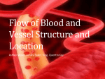 Flow of Blood and Vessel Structure and Location