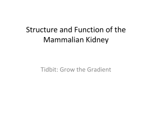 Structure and Function of the Mammalian Kidney