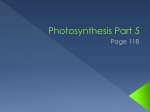 Photosynthesis Part 5