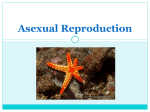 Asexual Reproduction What is Asexual Reproduction?