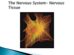 The Nervous System- Nervous Tissue