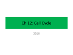 Ch 12: Cell Cycle