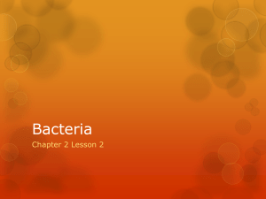 Bacteria - WordPress.com