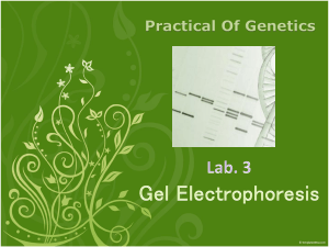 Lab. 3 Gel Electrophoresis
