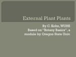 External Plant Plants