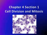 cells with a nucleus